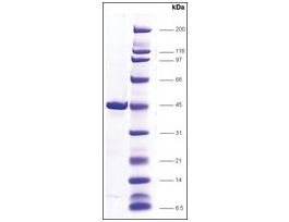 TBP (TATA box binding protein) humanrecombinant, expressed in E. coli, >=85% (SDS-PAGE)