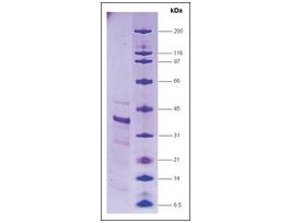RNA Polymerase II, p33 subunit humanrecombinant, expressed in E. coli, >=80% (SDS-PAGE)