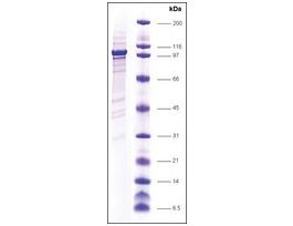 Topo I (Y723F) (mt Y723F) humanrecombinant, expressed in insect cells, >=80% (SDS-PAGE)