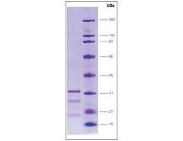 PPARbeta, ligand binding domain (165-441) humanrecombinant, expressed in E. coli, >=70% (SDS-PAGE)