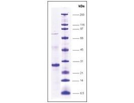SRC1, FLAG tagged, TEV site humanrecombinant, expressed in E. coli, >=80% (SDS-PAGE)