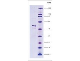 RNA Polymerase II, p33 subunit, GST tagged humanrecombinant, expressed in E. coli, >=80% (SDS-PAGE)