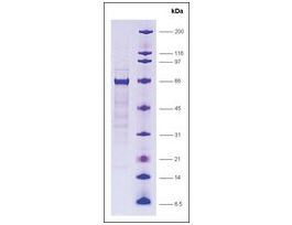 RXRbeta isoform, GST tagged humanrecombinant, expressed in E. coli, >=80% (SDS-PAGE)