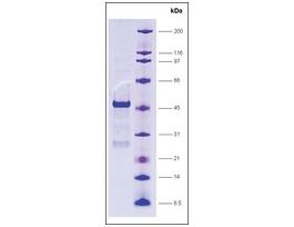 SRC1, receptor interaction domain (627-786), GST tagged humanrecombinant, expressed in E. coli, >=80% (SDS-PAGE)