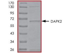 DAPK2, active, GST tagged humanPRECISIO(R) Kinase, recombinant, expressed in baculovirus infected Sf9 cells, >=70% (SDS-PAGE), buffered aqueous glycerol solution