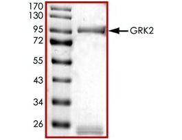 GRK2, active, GST tagged humanPRECISIO(R) Kinase, recombinant, expressed in baculovirus infected Sf9 cells, >=70% (SDS-PAGE), buffered aqueous glycerol solution