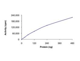 PHKG1, active, GST tagged humanPRECISIO(R) Kinase, recombinant, expressed in baculovirus infected Sf9 cells, >=70% (SDS-PAGE), buffered aqueous glycerol solution