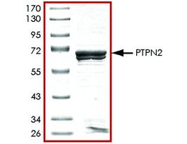 PTPN2, active, GST tagged humanrecombinant, expressed in E. coli, >=70% (SDS-PAGE), buffered aqueous glycerol solution
