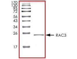 RAC3, His tagged humanrecombinant, expressed in E. coli, >=70% (SDS-PAGE), buffered aqueous glycerol solution