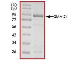 SMAD2, GST tagged humanrecombinant, expressed in E. coli, >=70% (SDS-PAGE), buffered aqueous glycerol solution