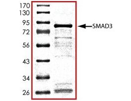 SMAD3, GST tagged humanrecombinant, expressed in E. coli, >=70% (SDS-PAGE), buffered aqueous glycerol solution