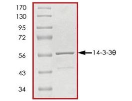14-3-3 theta, GST tagged humanrecombinant, expressed in E. coli, >=70% (SDS-PAGE), buffered aqueous glycerol solution