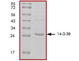 14-3-3 theta, untagged humanrecombinant, expressed in E. coli, >=70% (SDS-PAGE), buffered aqueous glycerol solution