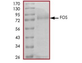 FOS, GST tagged humanrecombinant, expressed in baculovirus infected Sf9 cells, >=70% (SDS-PAGE), buffered aqueous glycerol solution