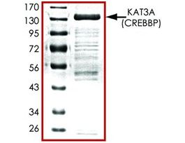 KAT3A (518-1207), GST tagged humanrecombinant, expressed in baculovirus infected Sf9 cells, >=70% (SDS-PAGE), buffered aqueous glycerol solution