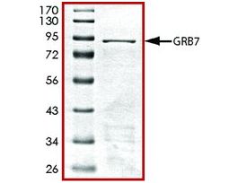 GRB7, GST tagged humanrecombinant, expressed in E. coli, >=70% (SDS-PAGE), buffered aqueous glycerol solution
