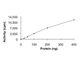 PLK3, active, GST tagged humanPRECISIO(R), recombinant, expressed in baculovirus infected Sf9 cells, >=70% (SDS-PAGE), buffered aqueous glycerol solution
