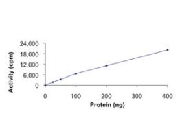 CASK, active, GST tagged humanPRECISIO(R), recombinant, expressed in baculovirus infected Sf9 cells, >=70% (SDS-PAGE), buffered aqueous glycerol solution