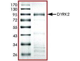 DYRK2, active, GST tagged humanPRECISIO(R), recombinant, expressed in E. coli, >=70% (SDS-PAGE), buffered aqueous glycerol solution