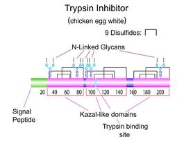 Trypsin inhibitor from chicken egg whiteType III-O (free of ovoinhibitor) 1G