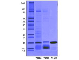 Trypsin Inhibitor from Glycine max (soybean)BioUltra, lyophilized powder, >=98% (Kunitz inhibitor, SDS-PAGE) 25MG