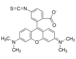 Tetramethylrhodamine isothiocyanate Isomer Rpowder 10MG
