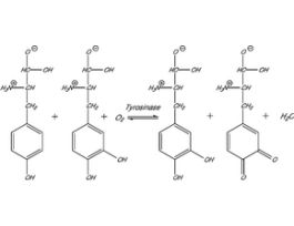 Tyrosinase from mushroomlyophilized powder, >=1000 unit/mg solid 500KU