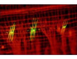 Anti-Mouse IgG (whole molecule)-TRITC antibody produced in goatIgG fraction of antiserum, buffered aqueous solution .5ML