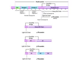Thrombin from human plasmalyophilized powder, >=1,000 NIH units/mg protein (E1%/280, 18.3) 1KU