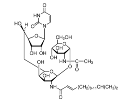 Tunicamycin from Streptomyces sp. 1MG