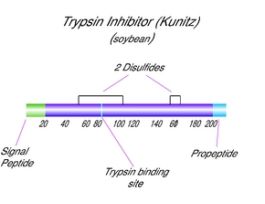 Trypsin inhibitor from Glycine max (soybean)Type I-S, lyophilized powder 1G