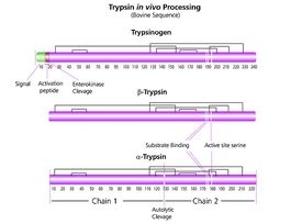 Trypsin from bovine pancreaspowder, >=7,500 BAEE units/mg solid 500MG
