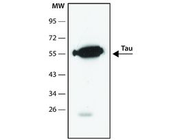 Anti-Tau antibody, Mouse monoclonalclone Tau46, purified from hybridoma cell culture