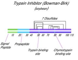 Trypsin-chymotrypsin inhibitor from Glycine max (soybean)lyophilized powder 25MG