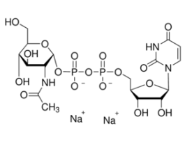 Uridine 5'-diphospho-N-acetylglucosamine sodium salt>=98% 1G