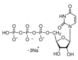 Uridine 5'-triphosphate trisodium salt hydrateType IV, 90-95% 1G