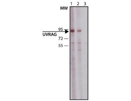 Anti-UVRAG antibody produced in rabbit~1 mg/mL, affinity isolated antibody, buffered aqueous solution