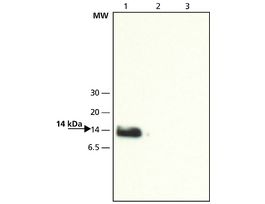 Anti-VAMP-8 (N-terminal) antibody produced in rabbit~1.5 mg/mL, affinity isolated antibody, buffered aqueous solution