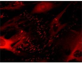 Monoclonal Anti-Vinculin antibody produced in mouse~1.0 mg/mL, clone hVIN-1, purified immunoglobulin, buffered aqueous solution 200UL
