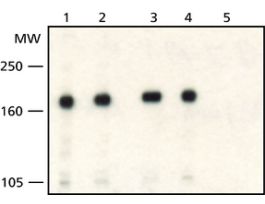 Anti-WSTF (C-Terminal) antibody produced in rabbitaffinity isolated antibody, buffered aqueous solution