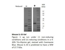 200-36 (AF)-500UG MOUSE IL-33 (AF)