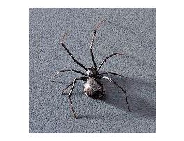 BLACK WIDOW PRESERVED JAR OF 1