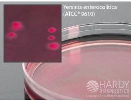 MEDIUM CIN AGAR PLTD F/YERSINIA PK10