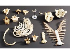 MODEL LUMBARVERTEBRA