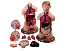 MODEL YOUNG MAN TORSO-SP