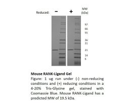 200-04AF-1MG MOUSE RANK-LIGAND (AF)
