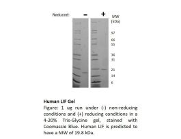 100-47-500UG HUMAN LIF