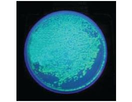 KT TRANSFORMATION/E COLI/GFP BROOKHAVEN