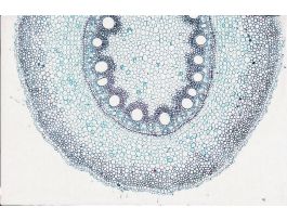 CORN (ZEA MAYS) ROOT CS   WARDS ITEM