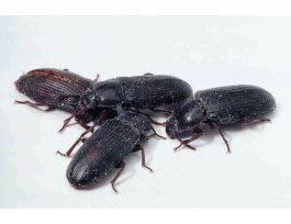 BEETLES - ADULT PKG/25 TENEBRIO SP.